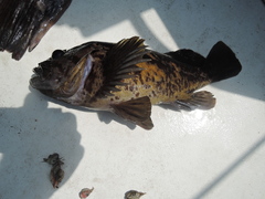 Sebastes chrysomelas