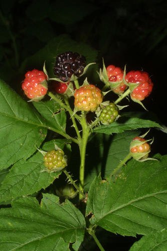 Black raspberries