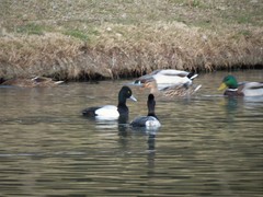 Aythya affinis