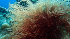Halymenia durvillei