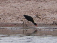 Jacana jacana