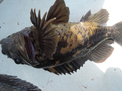 Sebastes chrysomelas