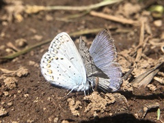 Plebejus anna
