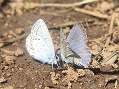 Plebejus anna