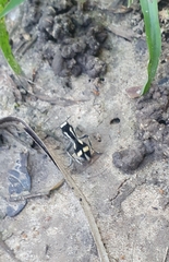 Traumatomutilla indica