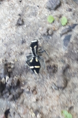 Traumatomutilla indica