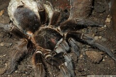 Phormictopus cancerides