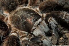 Phormictopus cancerides