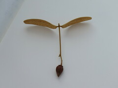 Enkleia malaccensis