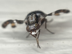 Dyscrasis hendeli