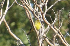 Sicalis flaveola