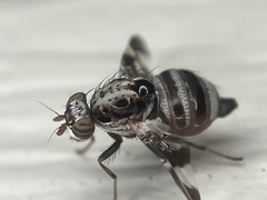 Dyscrasis hendeli