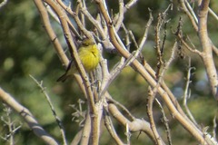 Sicalis flaveola