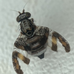 Dyscrasis hendeli