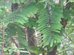 Phyllanthus collinsiae