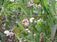 Oxystelma esculentum