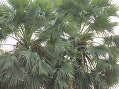 Borassus flabellifer