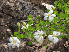 Gardenia saxatilis
