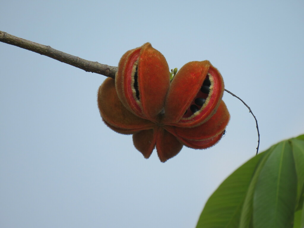 Sterculia pexa (Sterculia pexa)