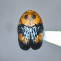 Lexiphanes mexicanus