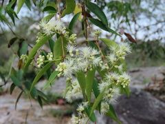 Syzygium antisepticum