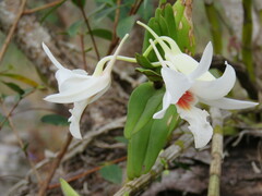 Dendrobium draconis