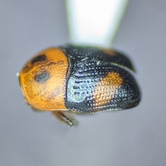 Lexiphanes mexicanus