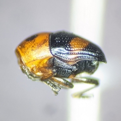 Lexiphanes mexicanus