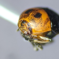 Lexiphanes mexicanus