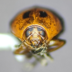 Lexiphanes mexicanus