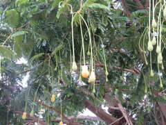 Parkia speciosa