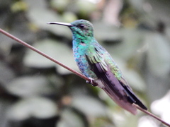 Chalybura buffonii