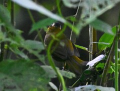 Kleinothraupis atropileus