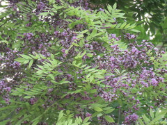 Dalbergia cana