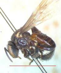 Nannotrigona mellaria