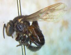 Nannotrigona mellaria