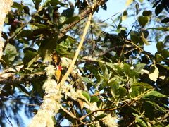 Colaptes rubiginosus