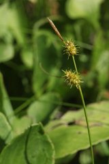 Carex lepidocarpa