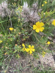Hibbertia hypericoides hypericoides