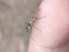 Polyrhachis bicolor