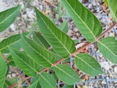 Ailanthus altissima