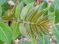Ailanthus altissima