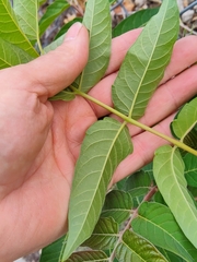 Ailanthus altissima