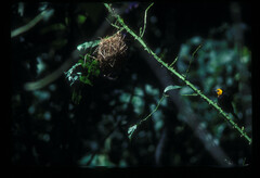 Ploceus melanogaster