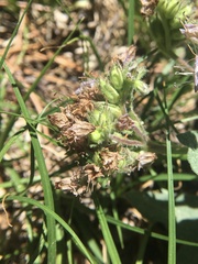 Phacelia hydrophylloides