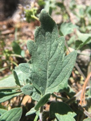 Phacelia hydrophylloides