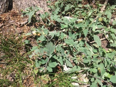 Phacelia hydrophylloides