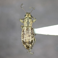 Mitostylus setosus