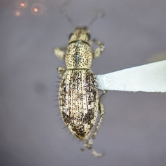 Mitostylus setosus