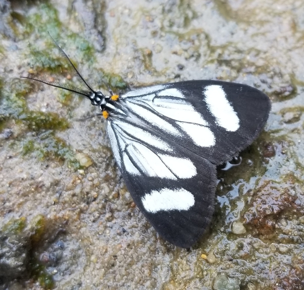 Euchontha frigida
